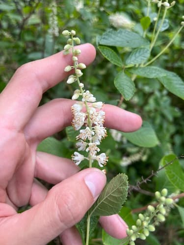 Sweet pepperbush (summersweet): view 1 of the same plant