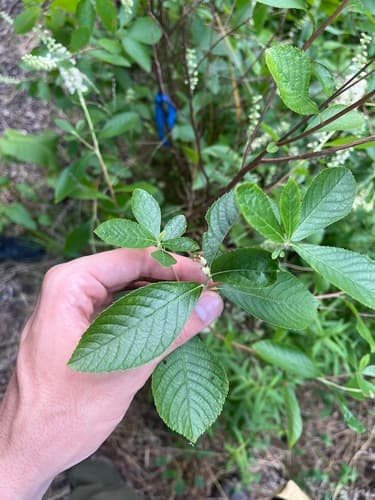 Sweet pepperbush (summersweet): view 2 of the same plant