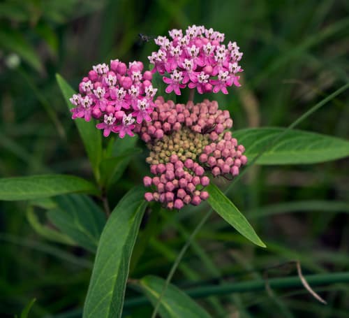 Swamp milkweed in bloom