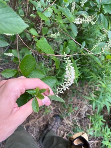 Sweet pepperbush (summersweet): view 3 of the same plant
