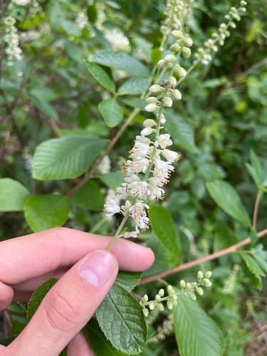 Sweet pepperbush (summersweet): view 4 of the same plant
