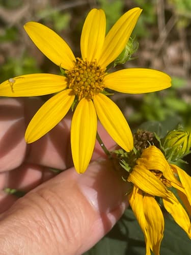Woodland sunflower: view 1 of the same plant