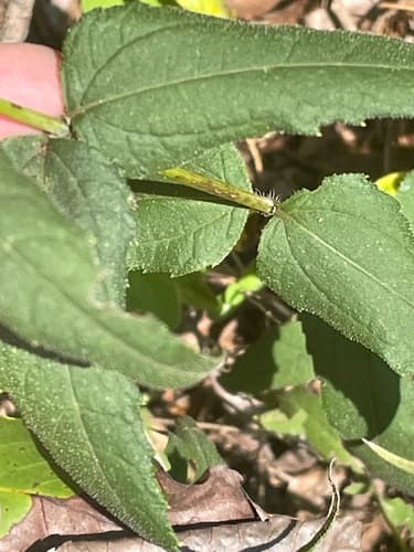 Woodland sunflower: view 3 of the same plant