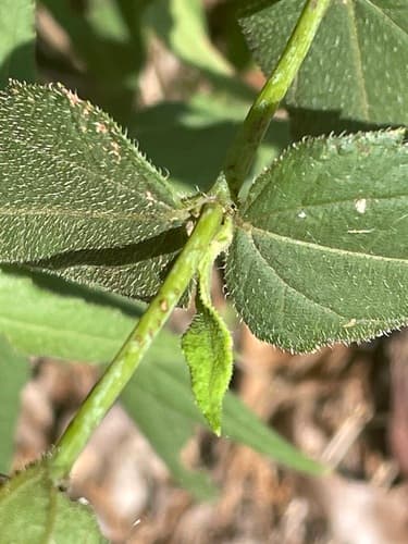 Woodland sunflower: view 4 of the same plant