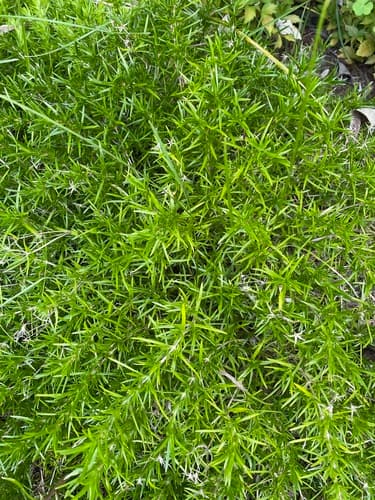Moss phlox seed heads or pods