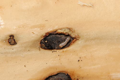 Asian longhorned beetle
