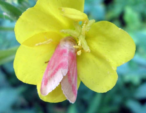 Common evening primrose in bloom