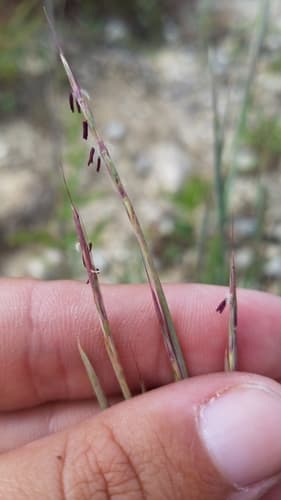 Little bluestem in bloom