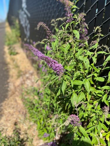 Butterfly bush: view 1 of the same individual
