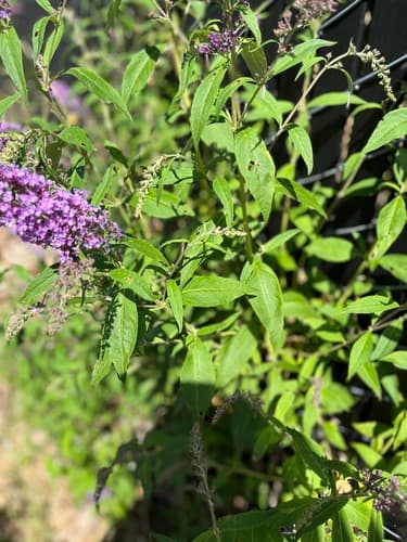 Butterfly bush: view 2 of the same individual