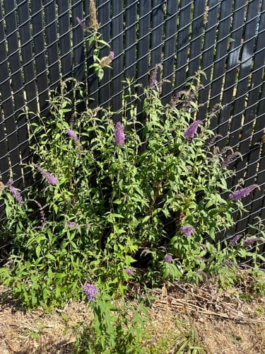 Butterfly bush: view 4 of the same individual