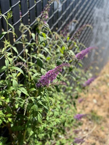 Butterfly bush: view 3 of the same individual