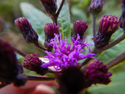 New York ironweed in bloom