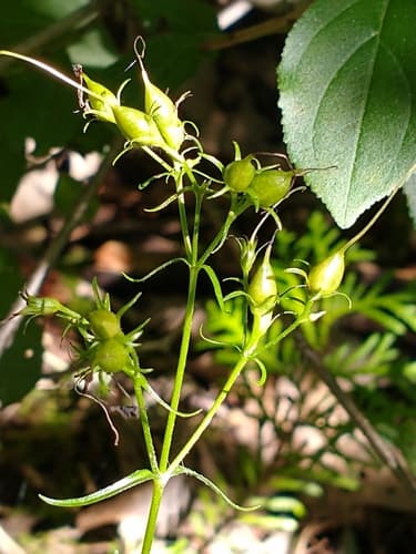 Foxglove beardtongue seed heads or pods