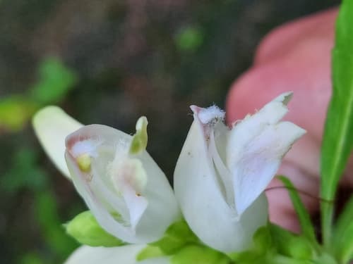 White turtlehead: view 1 of the same plant