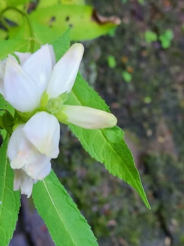 White turtlehead: view 2 of the same plant