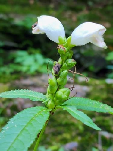 White turtlehead: view 3 of the same plant