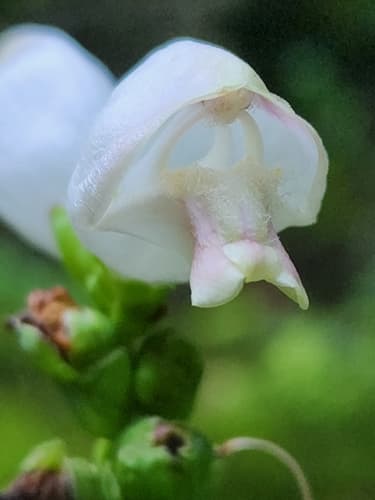 White turtlehead: view 4 of the same plant