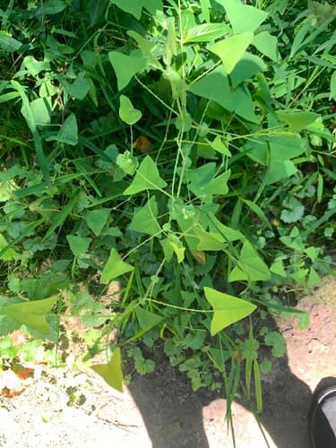 Mile-a-minute weed: view 2 of the same individual