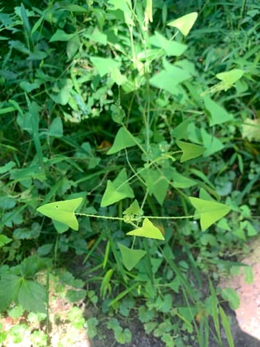Mile-a-minute weed: view 3 of the same individual