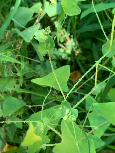 Mile-a-minute weed: view 1 of the same individual