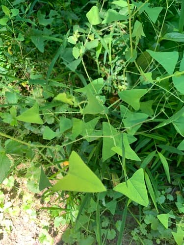 Mile-a-minute weed: view 4 of the same individual