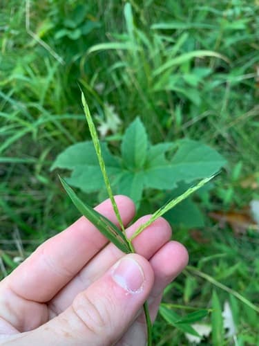 Japanese stiltgrass