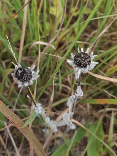 Black-eyed Susan seed heads or pods