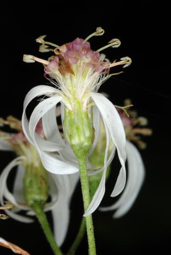 White wood aster: view 1 of the same plant