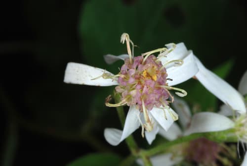 White wood aster: view 2 of the same plant