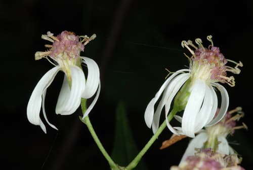 White wood aster: view 3 of the same plant