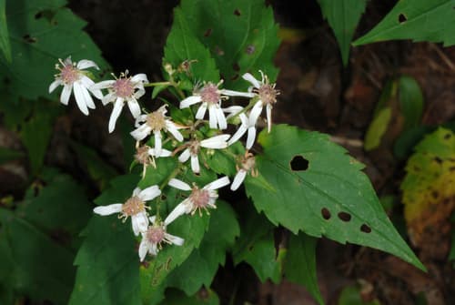 White wood aster: view 4 of the same plant