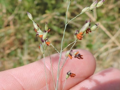 Switchgrass seed heads or pods