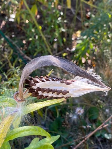 Butterfly weed seed heads or pods