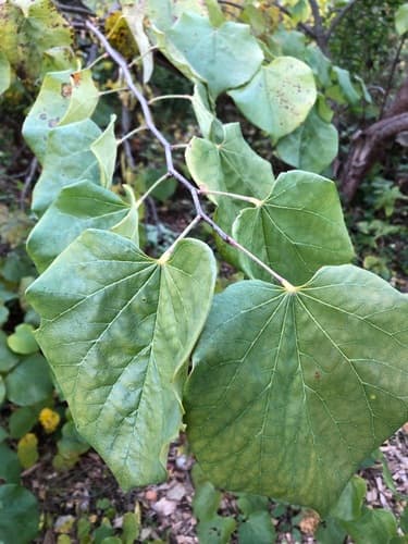 Eastern redbud seed heads or pods