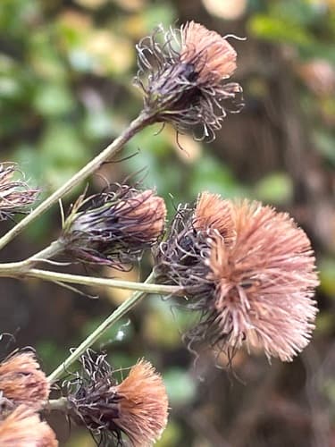 New York ironweed seed heads or pods