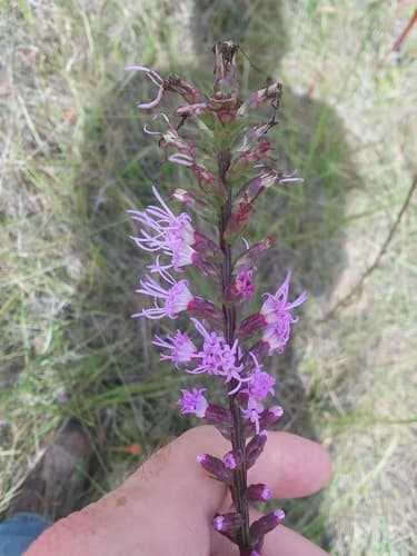 Dense blazing star: view 1 of the same plant