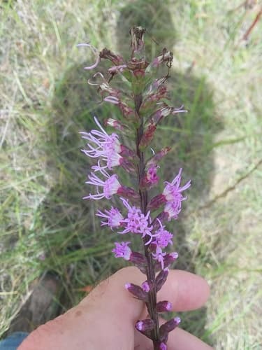 Dense blazing star: view 2 of the same plant