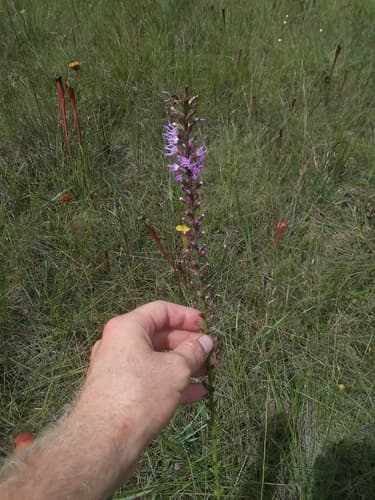 Dense blazing star: view 3 of the same plant