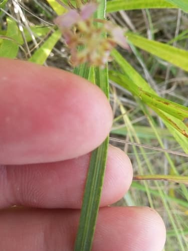 Dense blazing star: view 4 of the same plant