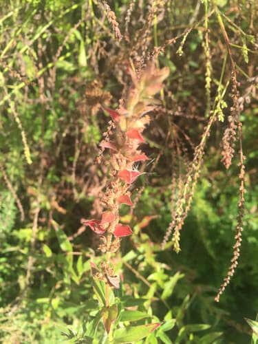 Purple loosestrife: Seed spikes