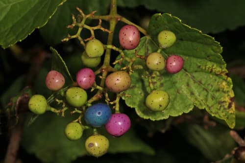 Porcelain berry