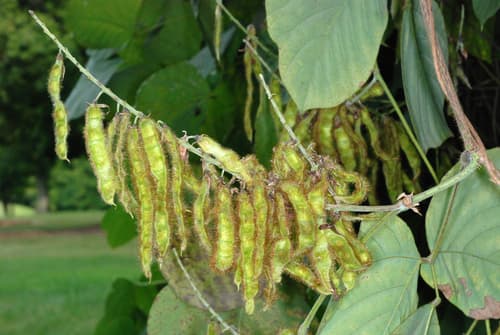 Kudzu: view 2 of the same individual