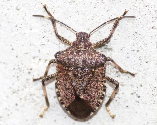 Brown marmorated stink bug