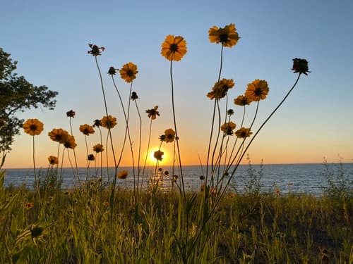 Lanceleaf coreopsis in bloom