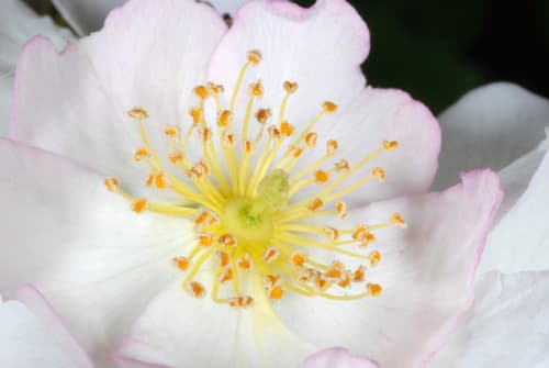 Multiflora rose: view 1 of the same individual