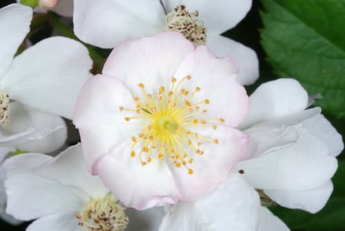 Multiflora rose: view 2 of the same individual