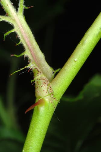 Multiflora rose: view 4 of the same individual