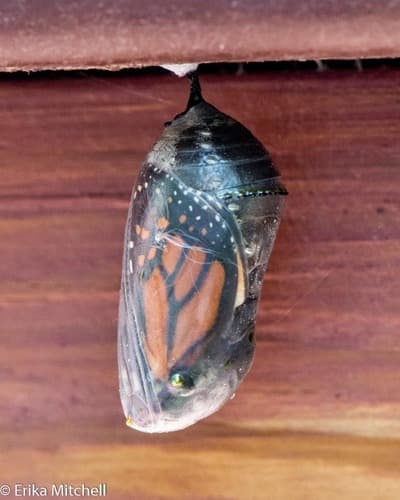Chrysalises