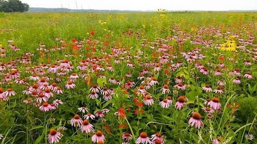 Purple coneflower in bloom